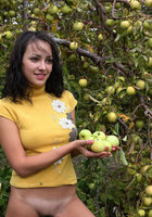 Собирает спелые яблоки в фруктовом саду 1 фотография