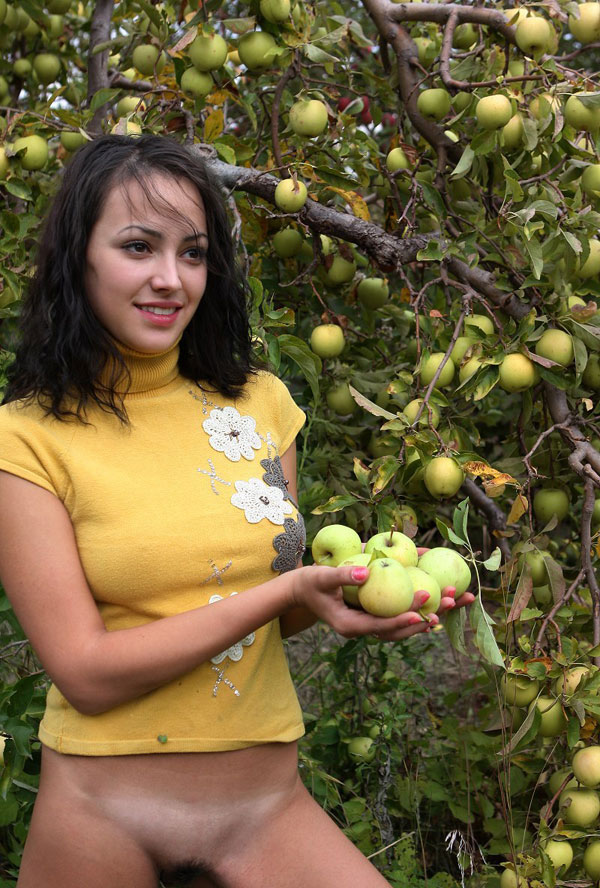 Собирает спелые яблоки в фруктовом саду 1 фотография