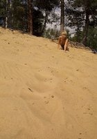 Коротко стриженная Виола оголилась на песчаном склоне 29 фото