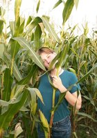 Цыпочка трахает себя кочаном на кукурузном поле 1 фото